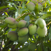 Mango - Kalluketti Mango Exotic Fruit Plant