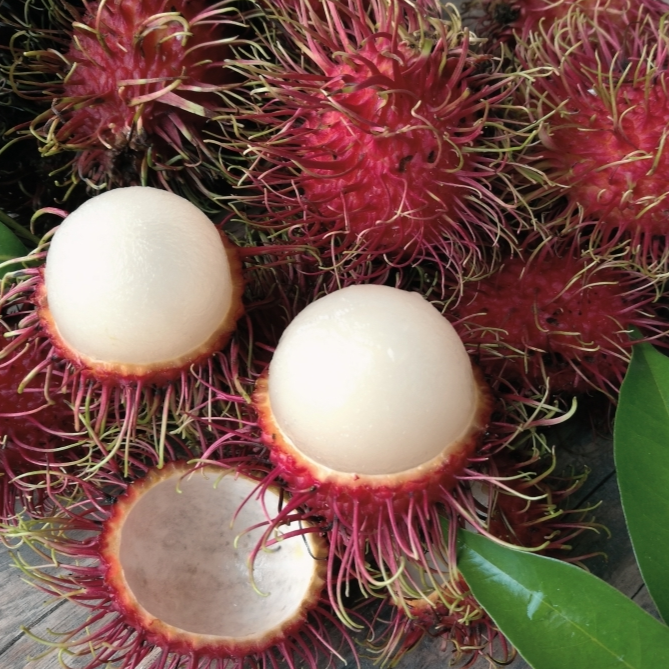 Hybrid Rambutan ( KG10 ) Fruit Plant