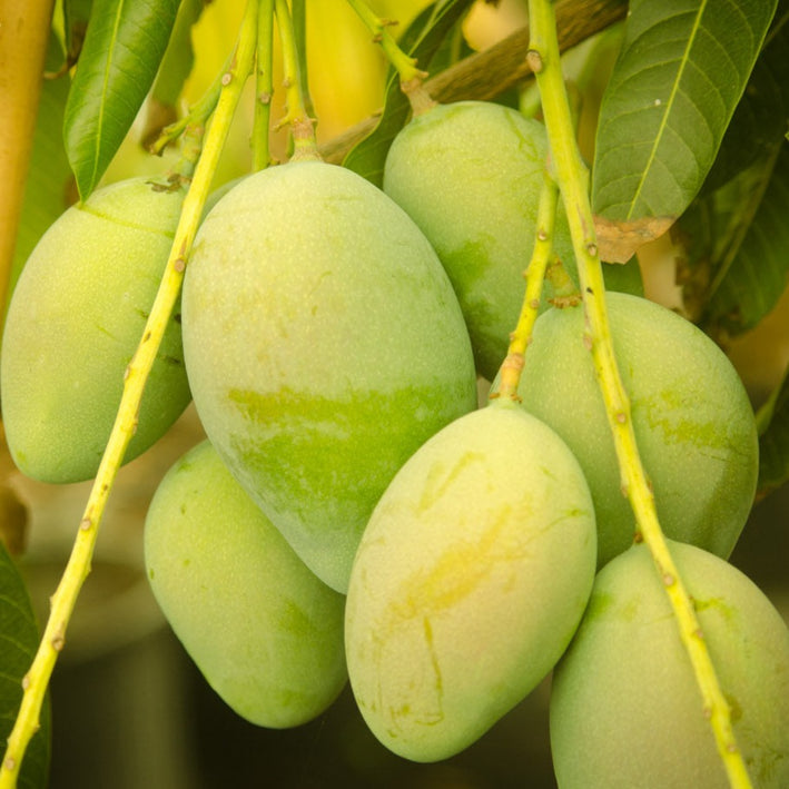 Mango - Kolumb Mango Exotic Fruit Plant