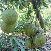 Mango - Kossery Mango Exotic Fruit Plant