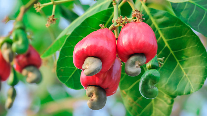 Cashew Nut Apple Plant