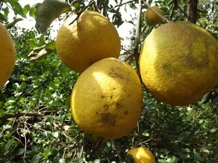 Pomelo Lemon - Citrus maxima Fruit Plant