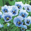 Pansy " Light Blue " Exotic 20 Flower Seeds