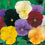 Pansy " Clear Crystals Mixed " Exotic 20 Flower Seeds