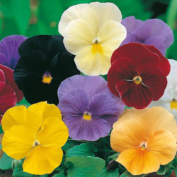 Pansy " Clear Crystals Mixed " Exotic 20 Flower Seeds