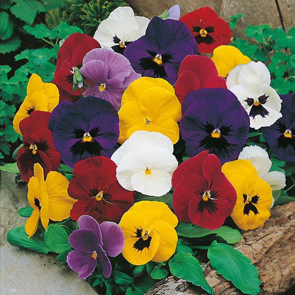 Pansy " Early Mixed " Exotic 20 Flower Seeds