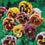 Pansy " Frou Frou Mixed " Exotic 20 Flower Seeds