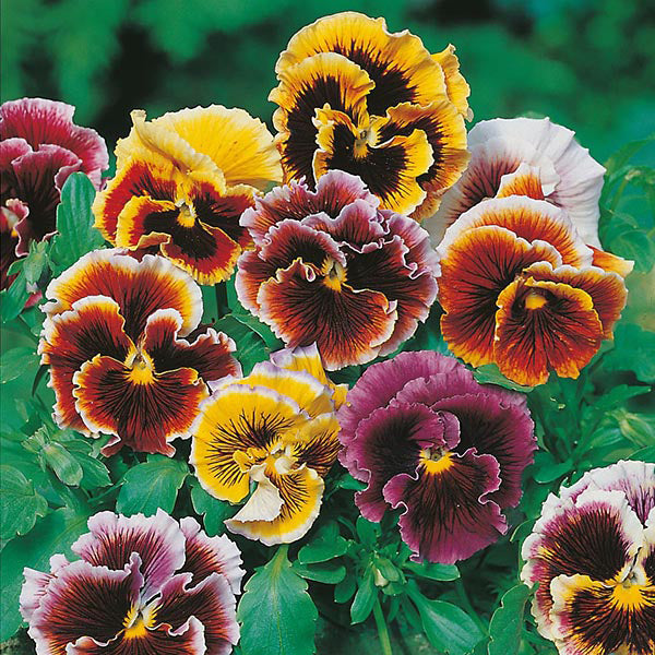 Pansy " Frou Frou Mixed " Exotic 20 Flower Seeds