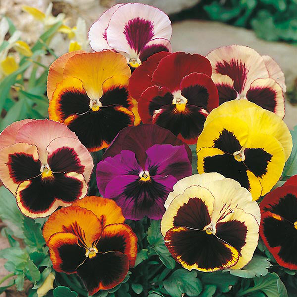 Pansy " Swiss Giants Mixed " Exotic 20 Flower Seeds