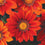 Gazania " Red Shades " Exotic 20 Flower Seeds