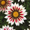 Gazania " Rose Stripe " Exotic 20 Flower Seeds