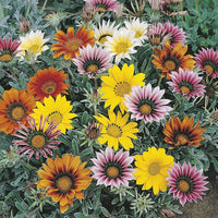 Gazania 