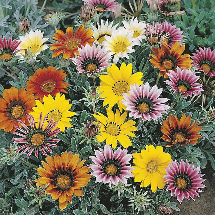 Gazania " Talent Mixed " Exotic 20 Flower Seeds