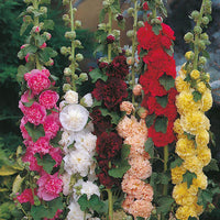 Hollyhock 