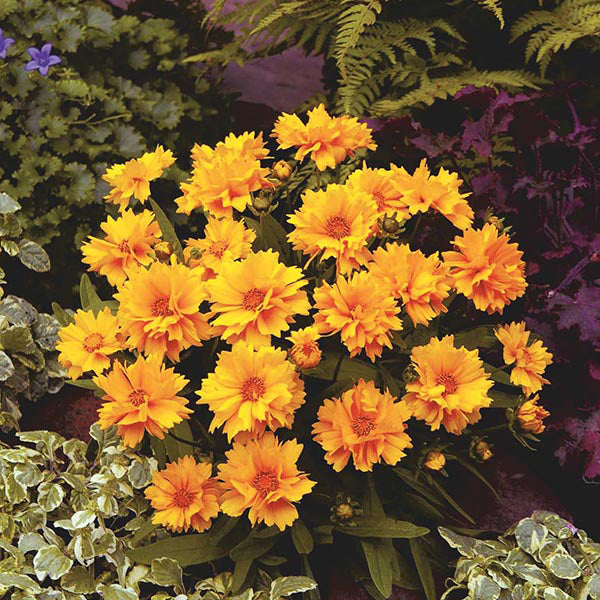 Coreopsis " Presto " Exotic 40 Flower Seeds