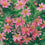 Coreopsis " American Dream " Exotic 40 Flower Seeds