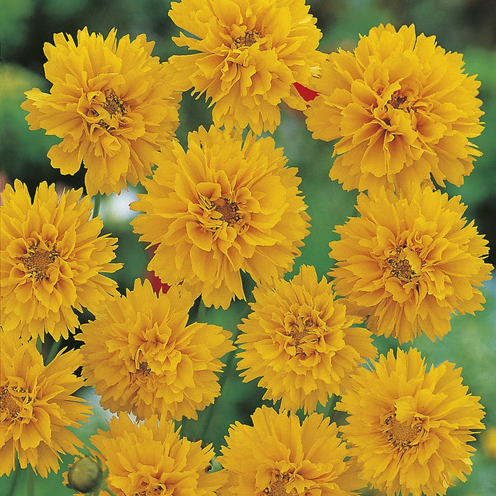 Coreopsis " Early Sunrise " Exotic 40 Flower Seeds