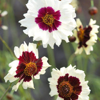 Coreopsis 