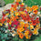 Nemesia " Carnival Mixed " Exotic 30 Flower Seeds