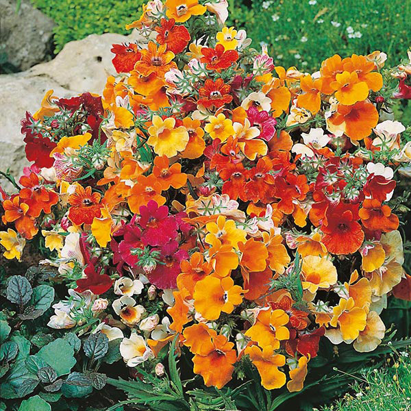 Nemesia " Carnival Mixed " Exotic 30 Flower Seeds