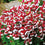 Nemesia " St George " Exotic 30 Flower Seeds