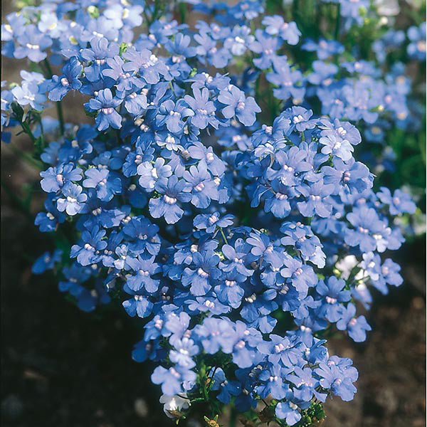 Nemesia " Blue Gem " Exotic 30 Flower Seeds