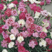 Dianthus 