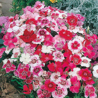 Dianthus 