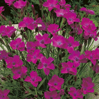 Dianthus 