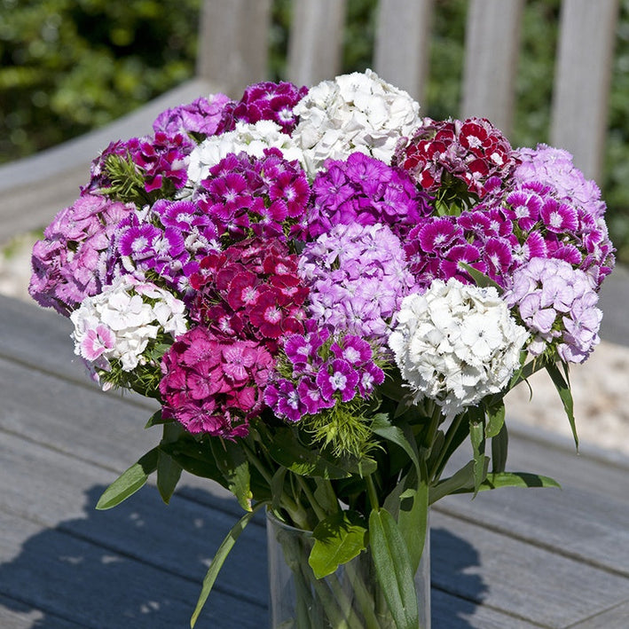 Dianthus " Hollandia Mixed " Exotic 50 Flower Seeds