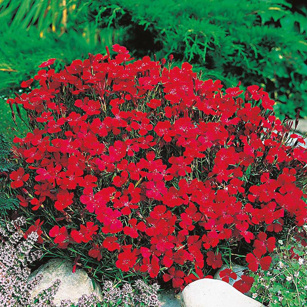 Dianthus " Vampire " Exotic 50 Flower Seeds