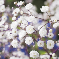 Gypsophilia 