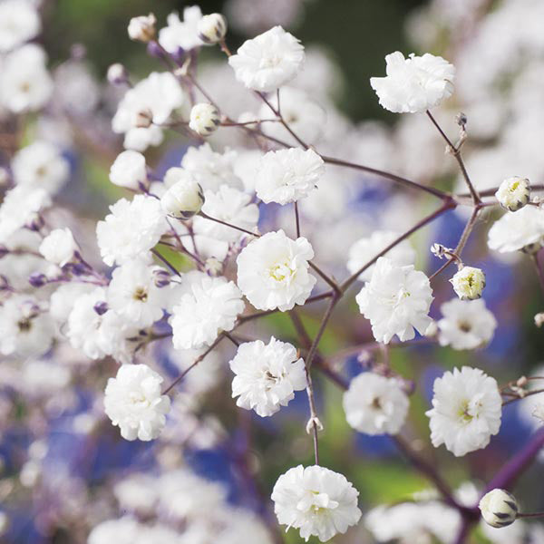 Gypsophilia " Snowflake " Exotic 30 Flower Seeds