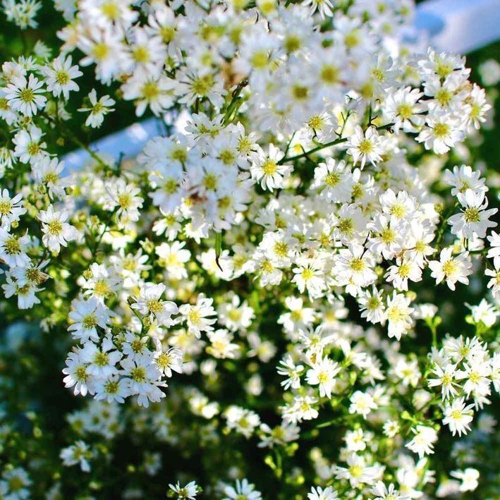 Gypsophilia " Monarch White " Exotic 30 Flower Seeds