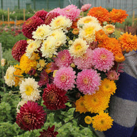 Chrysanthemum 