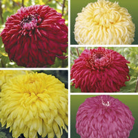 Chrysanthemum 