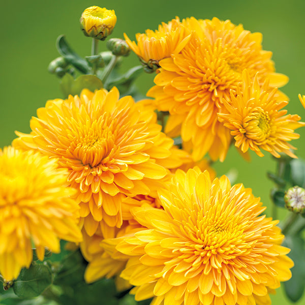 Chrysanthemum " Gompie Yellow " Exotic 30 Flower Seeds