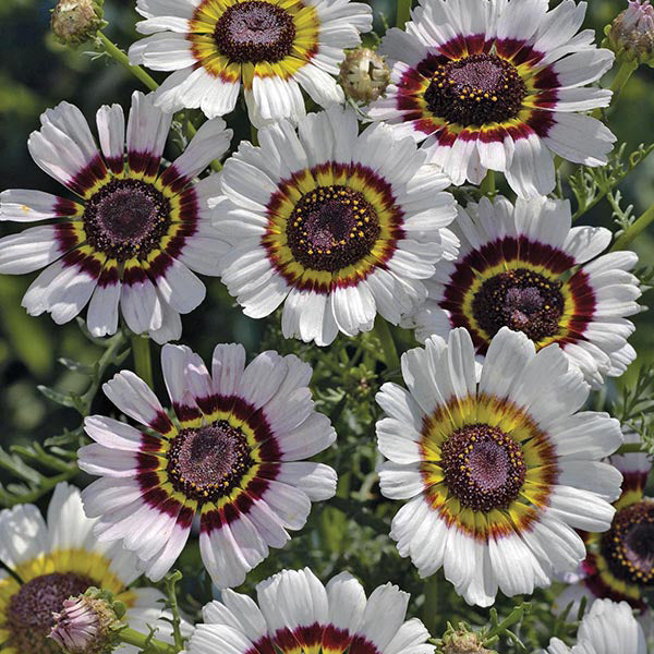 Chrysanthemum " Cockade " Exotic 30 Flower Seeds