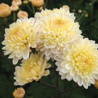 Chrysanthemum 