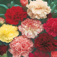 Carnation 