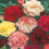 Carnation " Double Mixed " Exotic 30 Flower Seeds