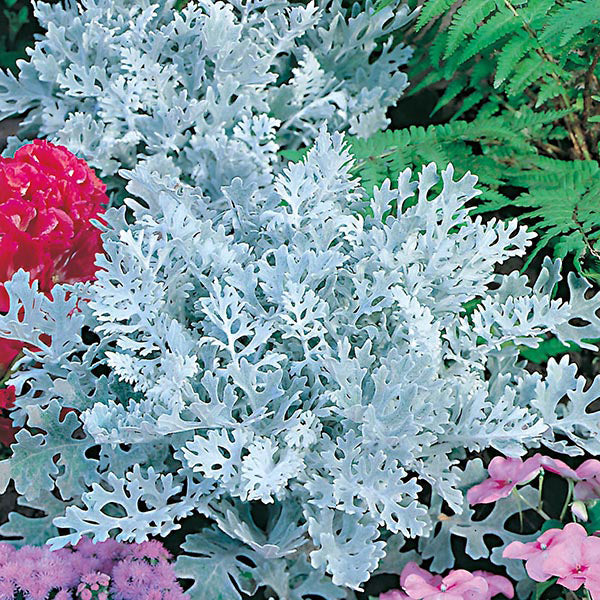 Cineraria " Silver Dust " Exotic 50 Flower Seeds