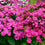 Cineraria " Pink Beauty " Exotic 50 Flower Seeds