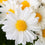 Chrysanthemum " White " Exotic 30 Flower Seeds