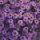 Brachycome " Purple Splendour " Exotic 30 Flower Seeds