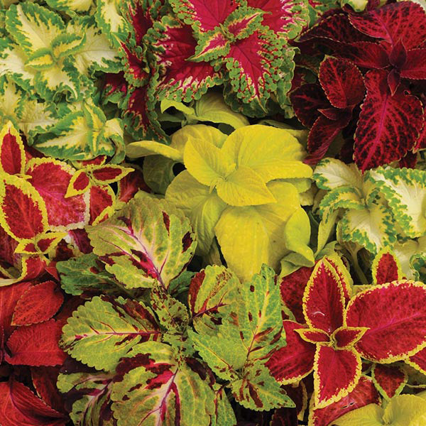 Coleus " Wizard Mixed " Exotic 50 Flower Seeds