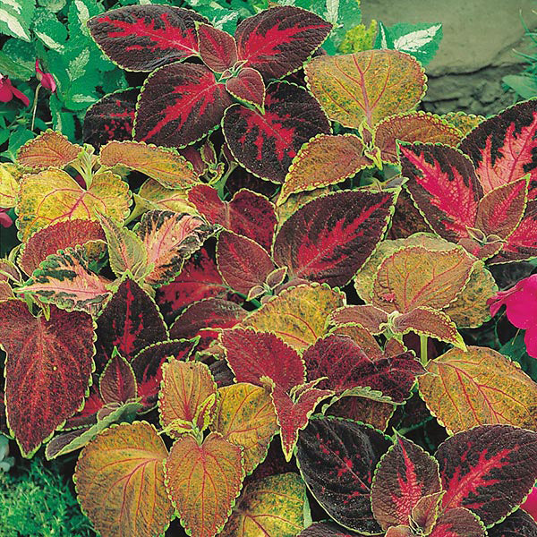 Coleus " Flame Dancers " Exotic 50 Flower Seeds