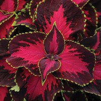 Coleus 