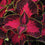 Coleus " Chocolate Cherry " Exotic 50 Flower Seeds