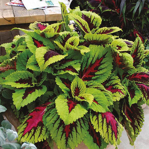 Coleus " Kong Rose " Exotic 50 Flower Seeds